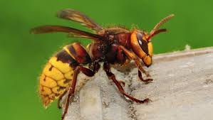 frelon%20europ%C3%A9en frelon%20europ%C3%A9en